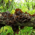 Древесные грибы — польза и вред Китайский черный древесный гриб